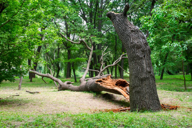 Lawn Renovation and Restoration in Thiensville, WI