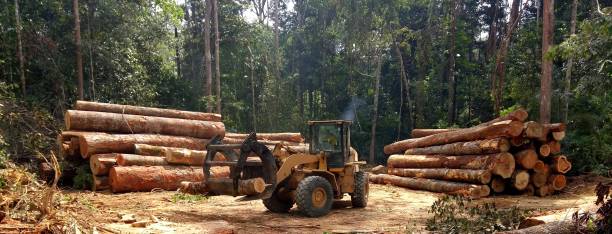 Thiensville, WI Tree Care Company